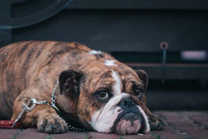 Бульдогічні сорти Бульдогічні сорти